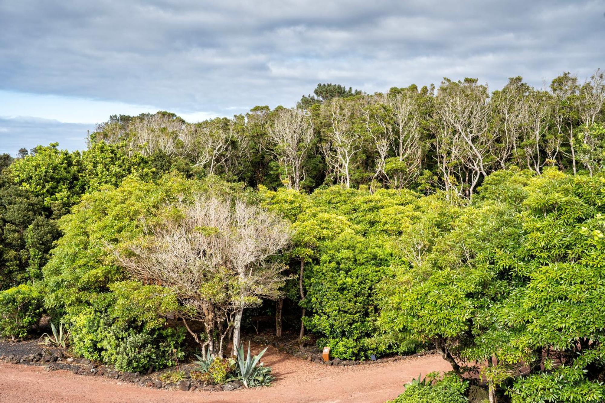 Alma Do Pico - Nature Residence Madalena  Exteriör bild